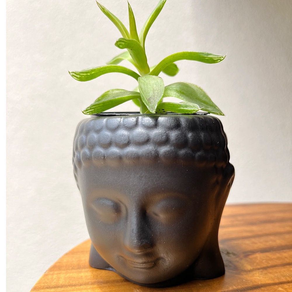 Cachepot Vaso Cabeça de Buda para Por Plantas